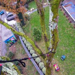 Haubanage branche de ch�ne centenaire