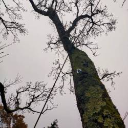 Haubanage branche de ch�ne Theix